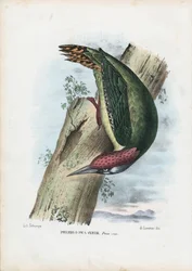Pica-pau-verde, 1863-79